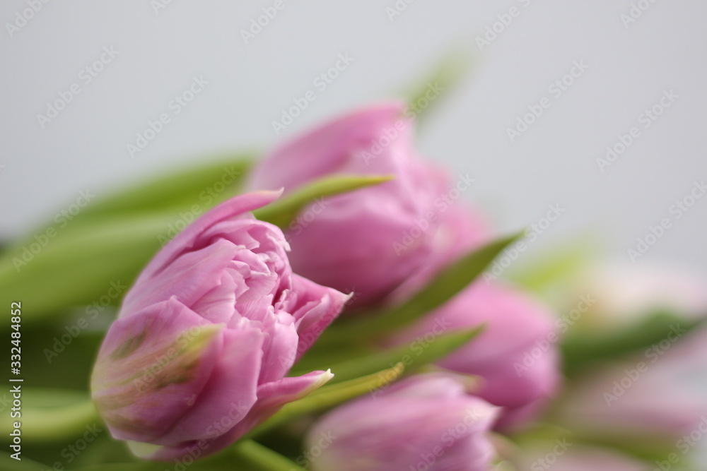 Obraz premium pink tulips on white background