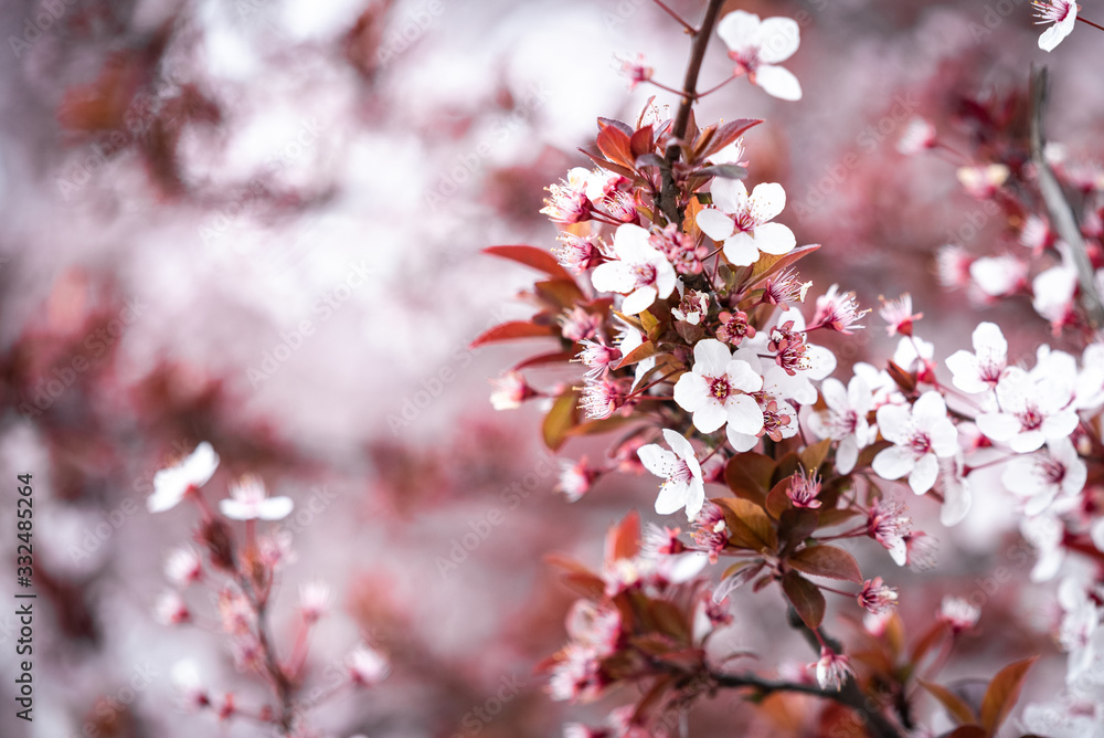 Beautiful Japanese cherry blossoms in spring Beautiful Japanese cherry blossoms in spring