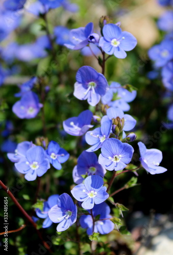 Wallpaper Mural blue flowers on a green background Torontodigital.ca