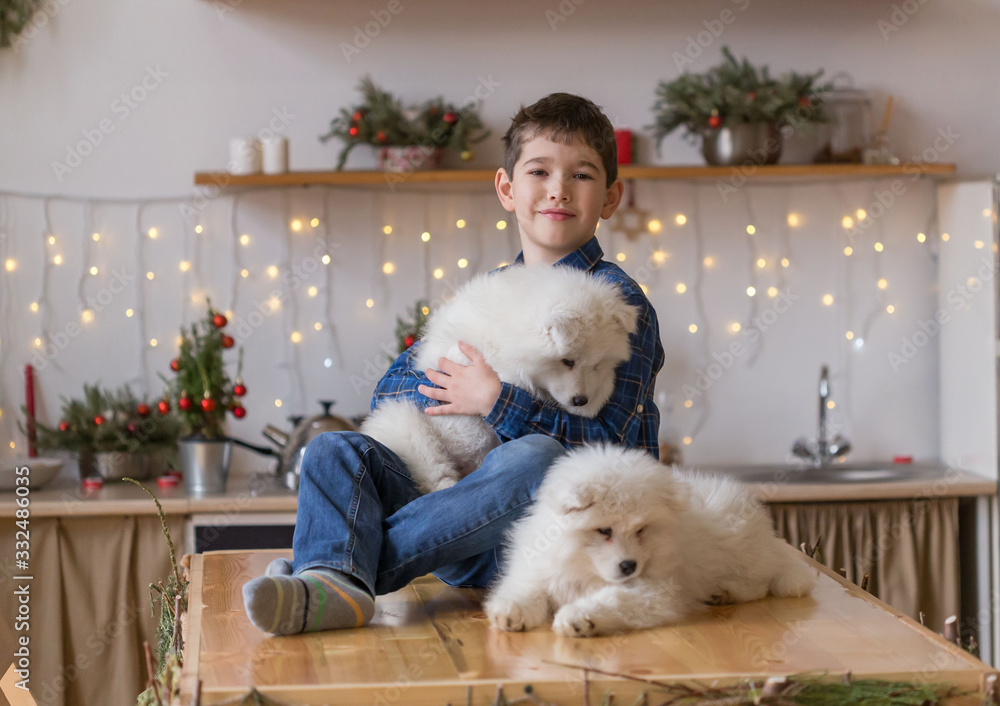 Boy, home, samoyed puppy, fun Boy, home, samoyed puppy, fun