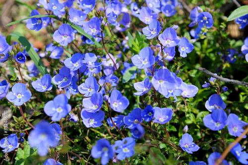 blue flowers in the garden