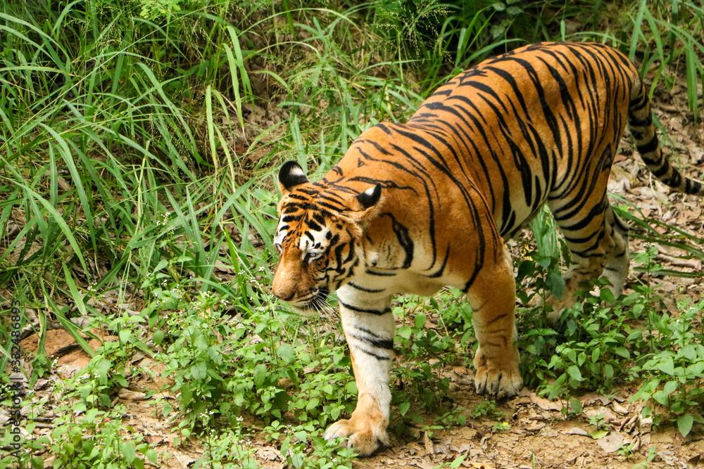 Obraz premium Tiger in the forest, Tiger walking closeup