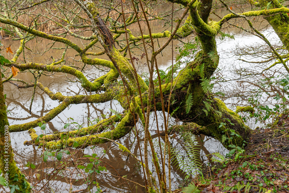 Fototapeta premium Tree trunk