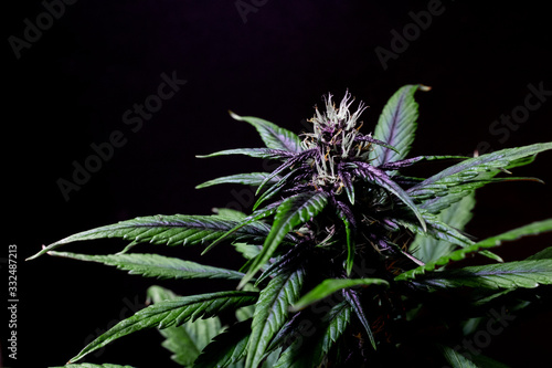 Purple Buddah Kush Strain