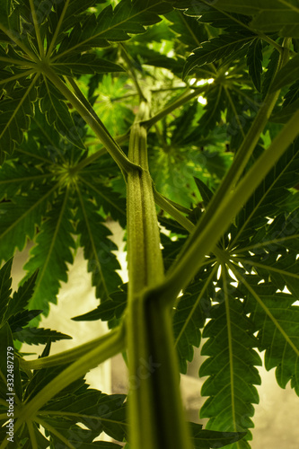 Arvore de canabis