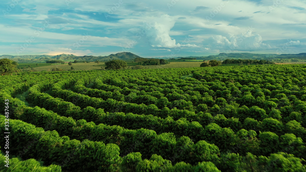 Aerial image of coffee plantation in Brazil, at sunset time
