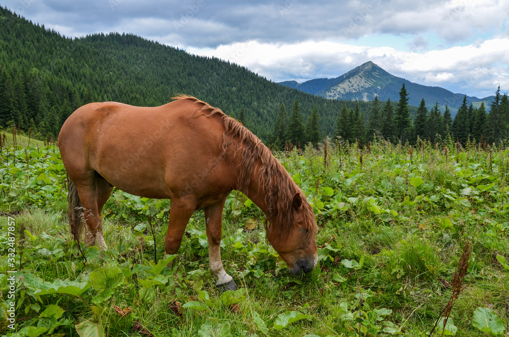 Brown horse grazing on a highland mountain pasture against valley and slopes covered with forest, Summer landscape with a Carpathian meadow. Ukraine