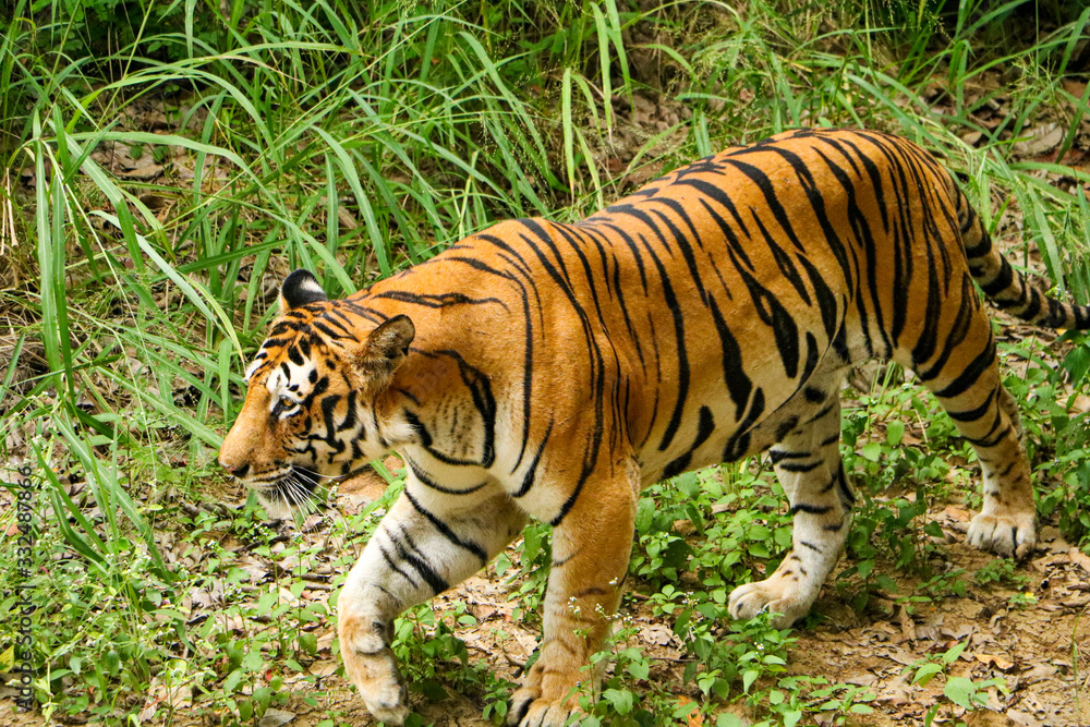 Obraz premium Tiger in the forest, Tiger walking closeup
