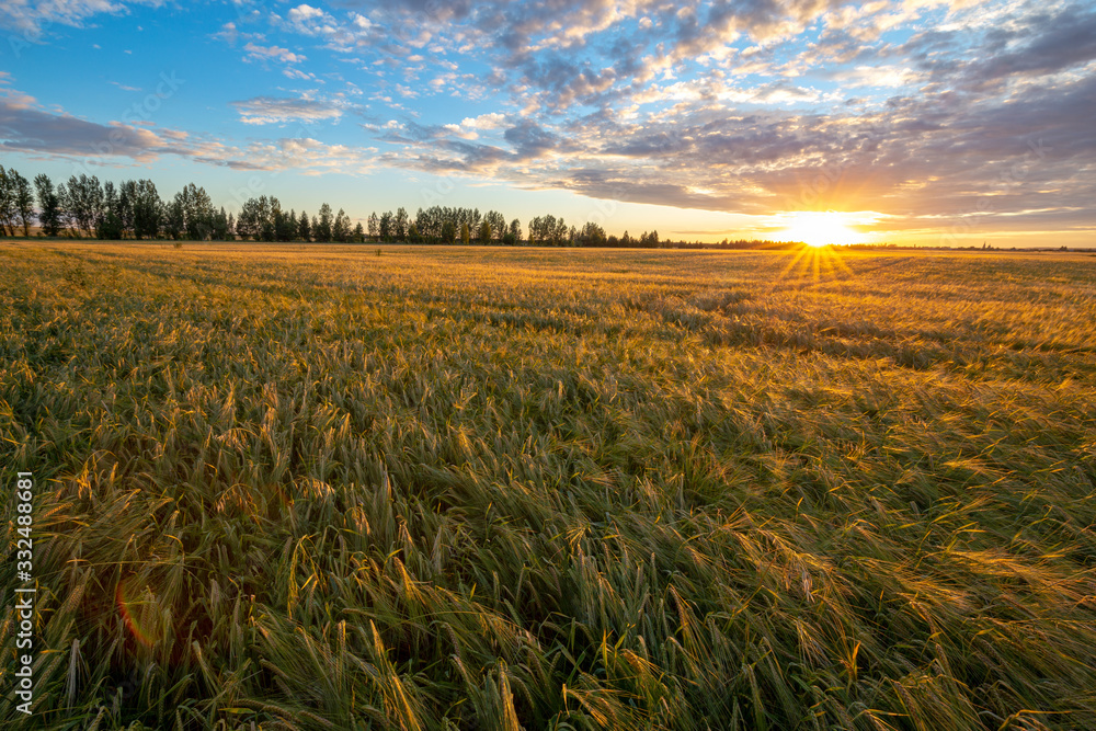 Wheat field illuminated by the rays of the setting sun. Agriculture landscape. Beautiful sunset landscape. 