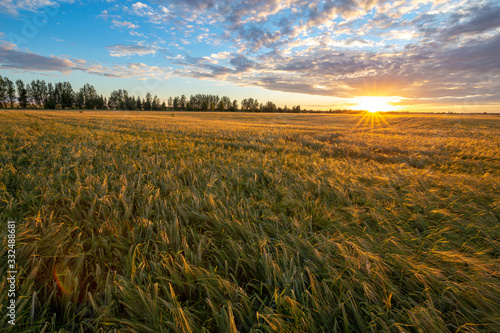Wheat field illuminated by the rays of the setting sun. Agriculture landscape. Beautiful sunset landscape. 
