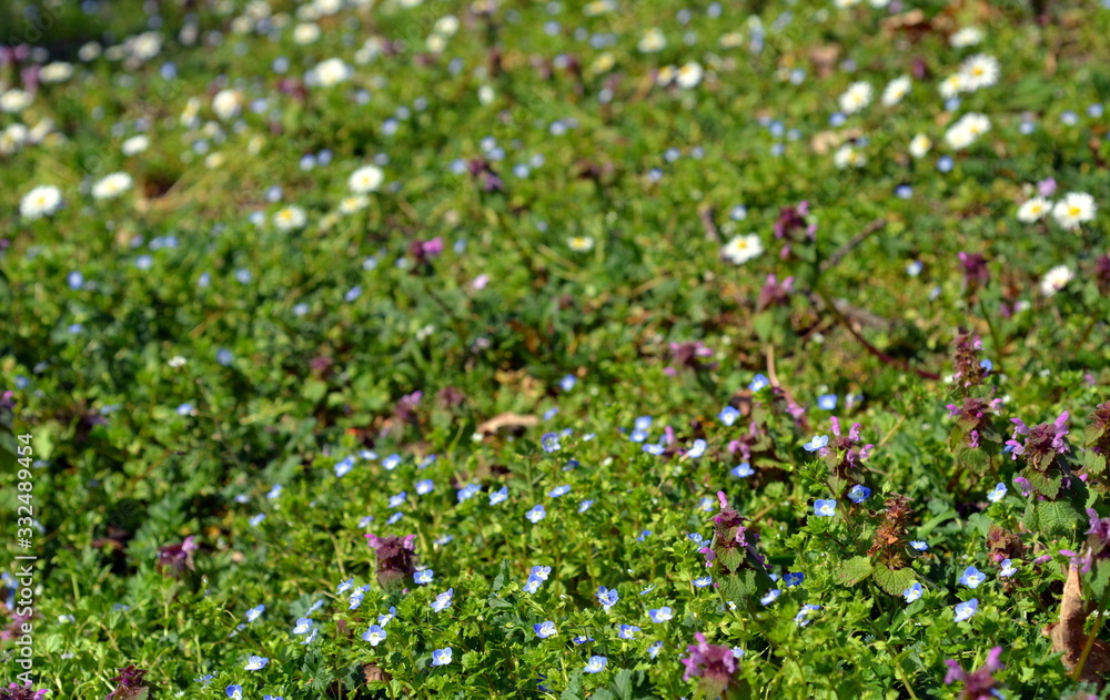 Frühlingswiese mit Gänseblümchen und Taubnesseln Frühlingswiese mit Gänseblümchen und Taubnesseln