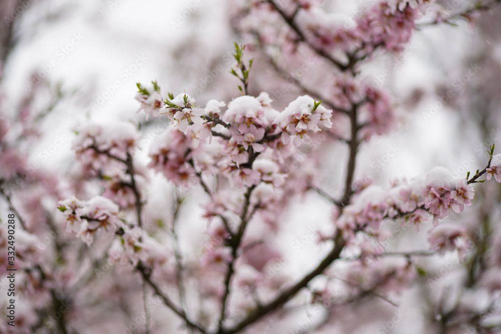 Full flowering almond tree in snowfall. The branches and the flower of the tree were covered with snow. Full flowering almond tree in snowfall. The branches and the flower of the tree were covered with snow.