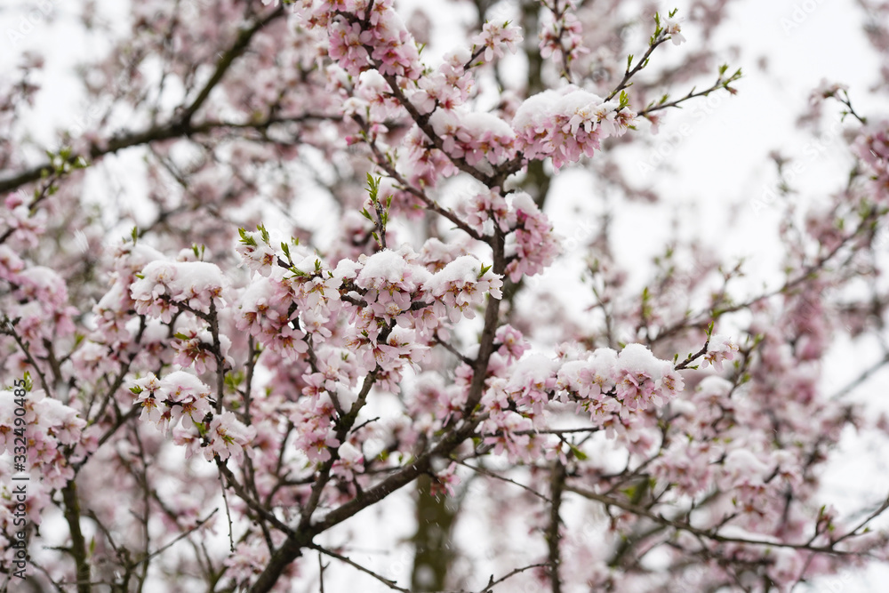 Full flowering almond tree in snowfall. The branches and the flower of the tree were covered with snow.