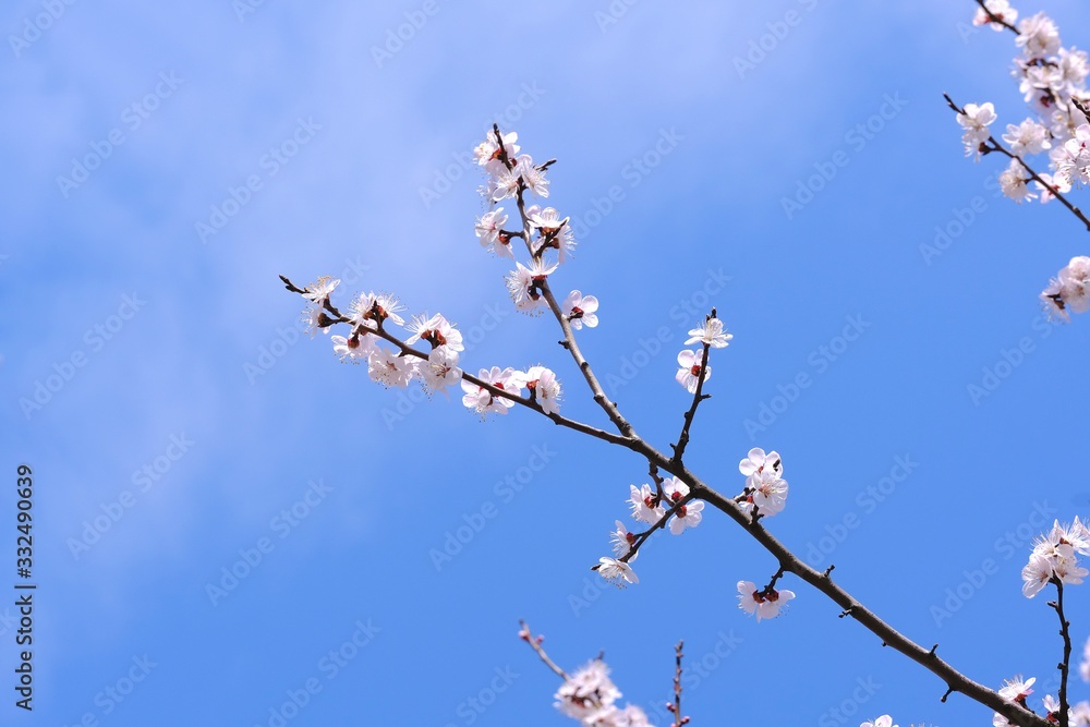 An apricot tree branch with white spring flowers against a blue sky An apricot tree branch with white spring flowers against a blue sky