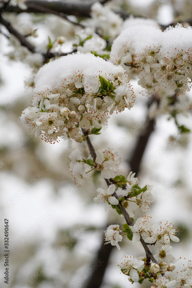 Blooming plum tree, plum tree branch, covered with white flowers and background foliage. The branches and flowers were covered with snow.