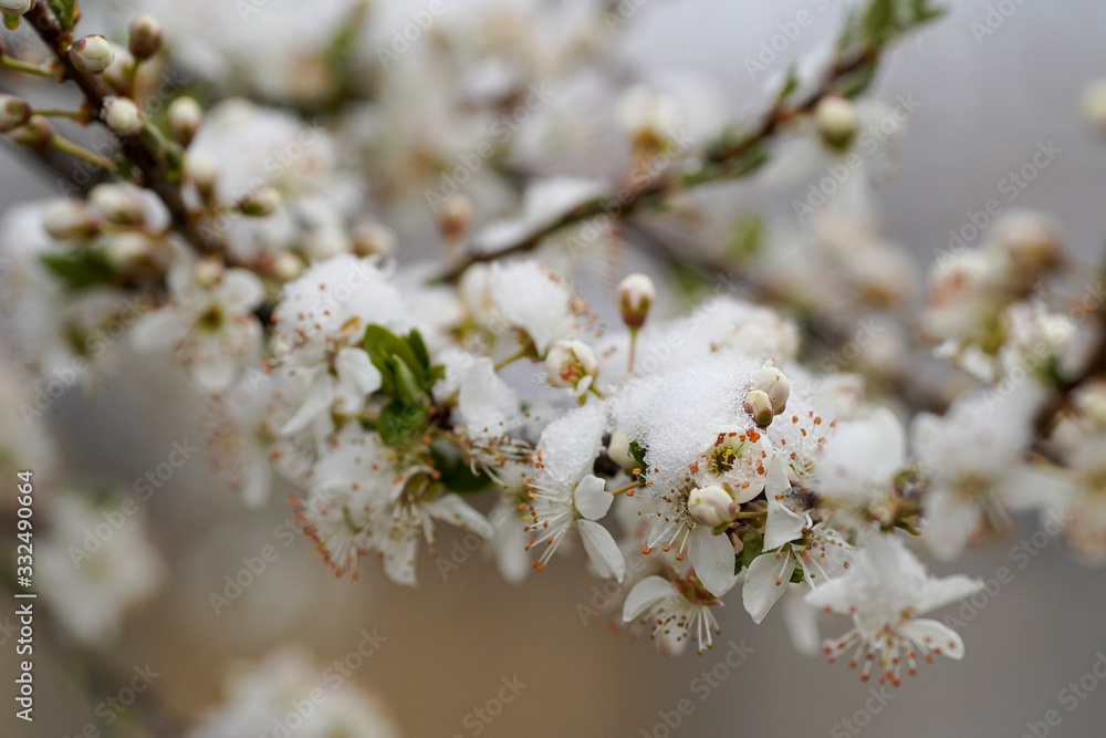 Blooming plum tree, plum tree branch, covered with white flowers and background foliage. The branches and flowers were covered with snow.