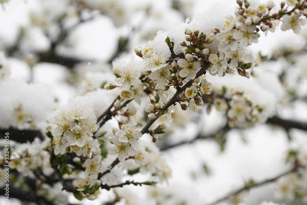 Blooming plum tree, plum tree branch, covered with white flowers and background foliage. The branches and flowers were covered with snow. Blooming plum tree, plum tree branch, covered with white flowers and background foliage. The branches and flowers were covered with snow.