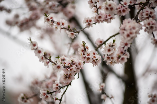 Beautifully blooming cherry tree with pink flowers in March. The snow covers the flowers. © Varga_photography
