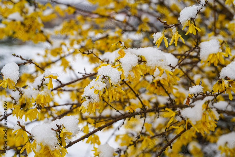 Beautiful spring seasonal characteristic street flower with yellow laburnums in the city park. The snow covers the flowers. Hungary, Europe Beautiful spring seasonal characteristic street flower with yellow laburnums in the city park. The snow covers the flowers. Hungary, Europe