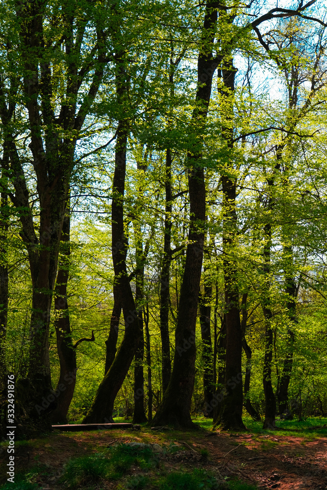 Fototapeta premium morning in the forest