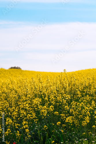 yellow field of rape photo