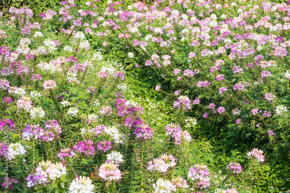 Pink And White Spider flower(Cleome flower) in the garden Pink And White Spider flower(Cleome flower) in the garden