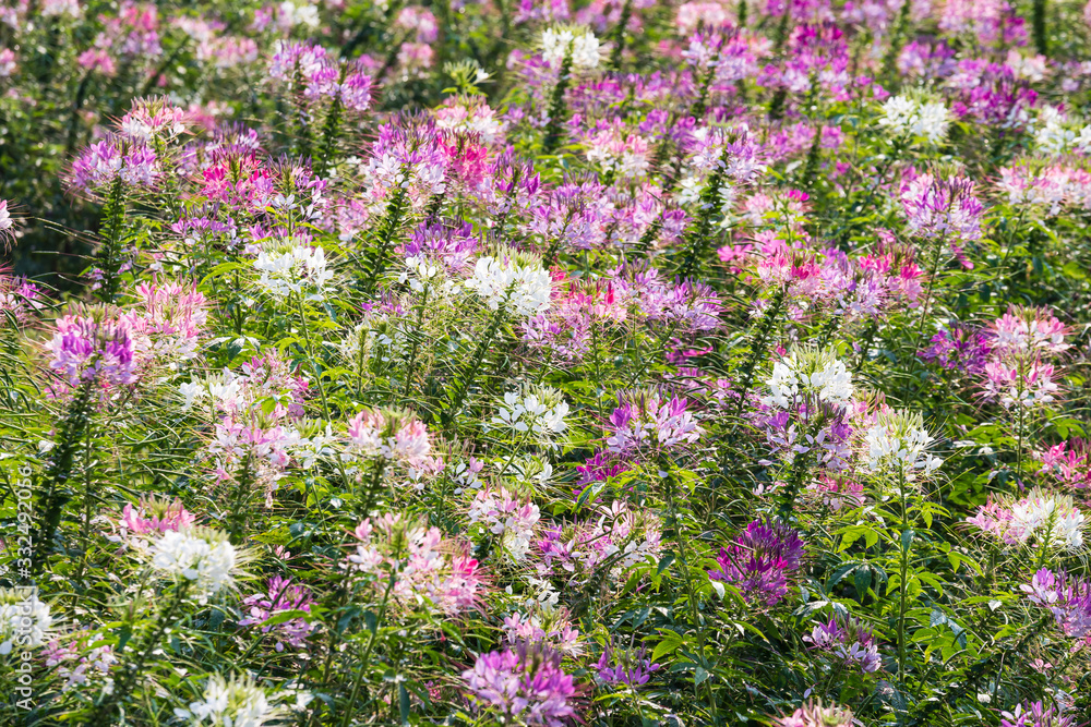 Obraz premium Pink And White Spider flower(Cleome flower) in the garden
