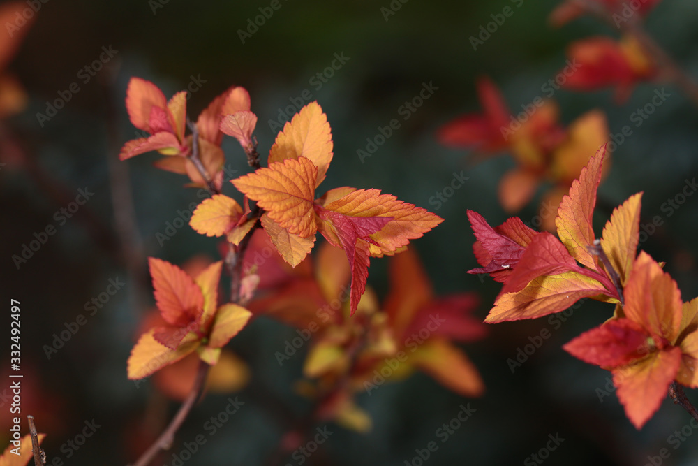 Variegated young leaves of an ornamental shrub on a dark blurred background... Variegated young leaves of an ornamental shrub on a dark blurred background...