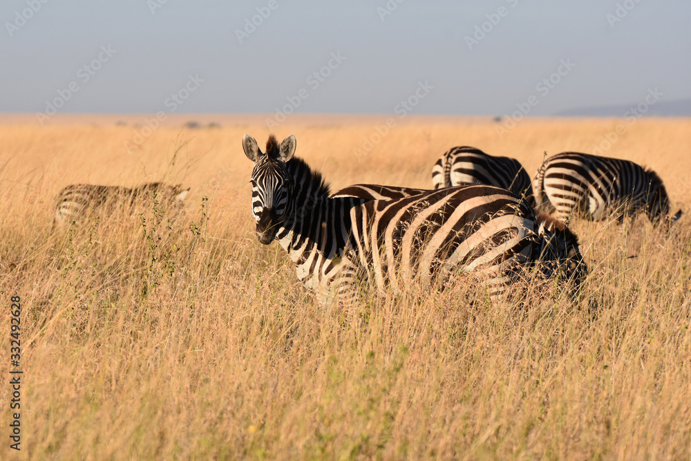Naklejka premium Zebras in Serengeti National Park, Tanzania