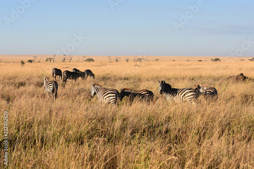 Fototapeta Naklejka Na Ścianę i Meble -  Zebras in Serengeti National Park, Tanzania