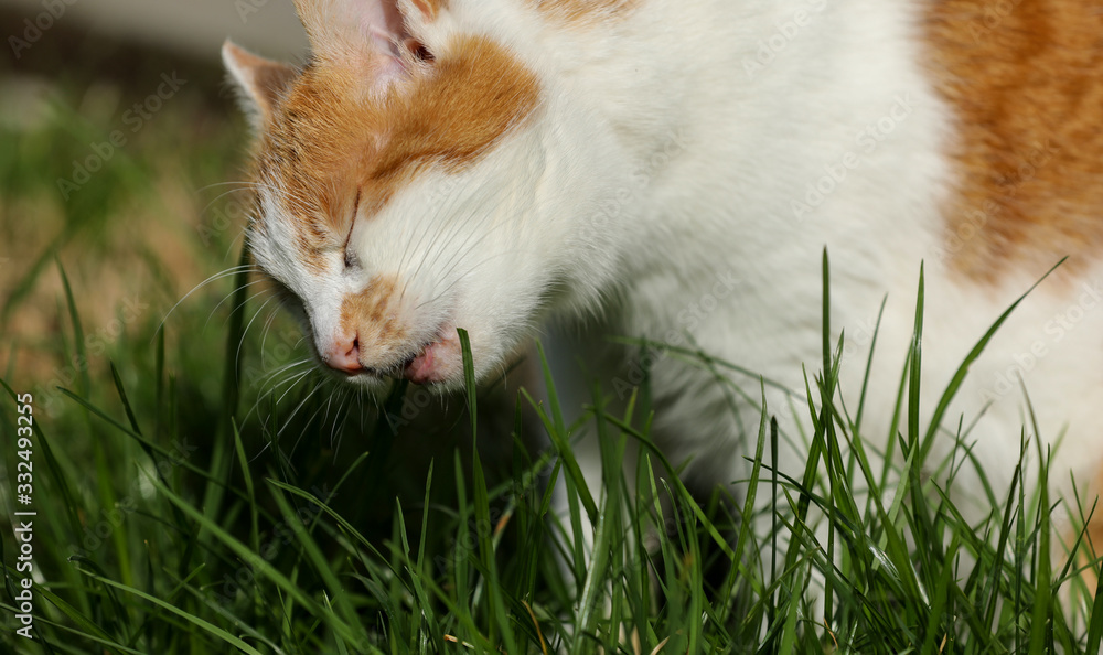 Katze beim Gras fressen