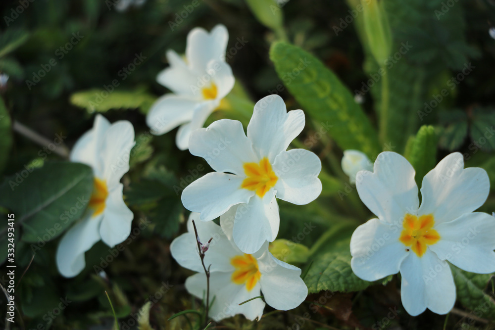 bunte blumen bunte blumen
