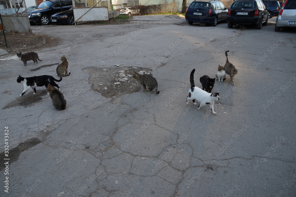 homeless cats on the street near the garbage