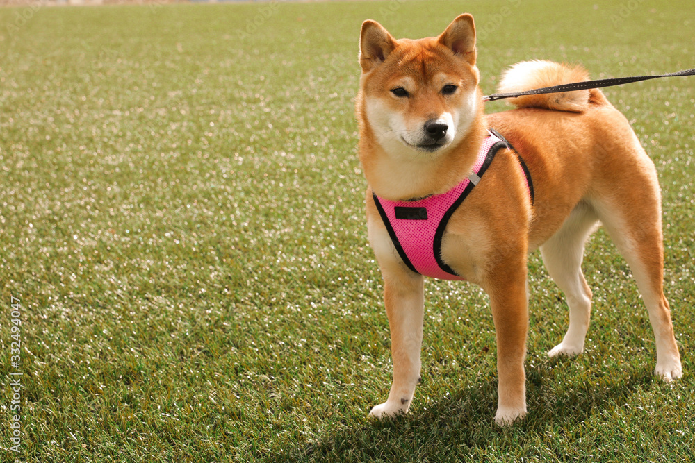 Beautiful Shiba Inu dog in a pink harness, standing on bright green grass