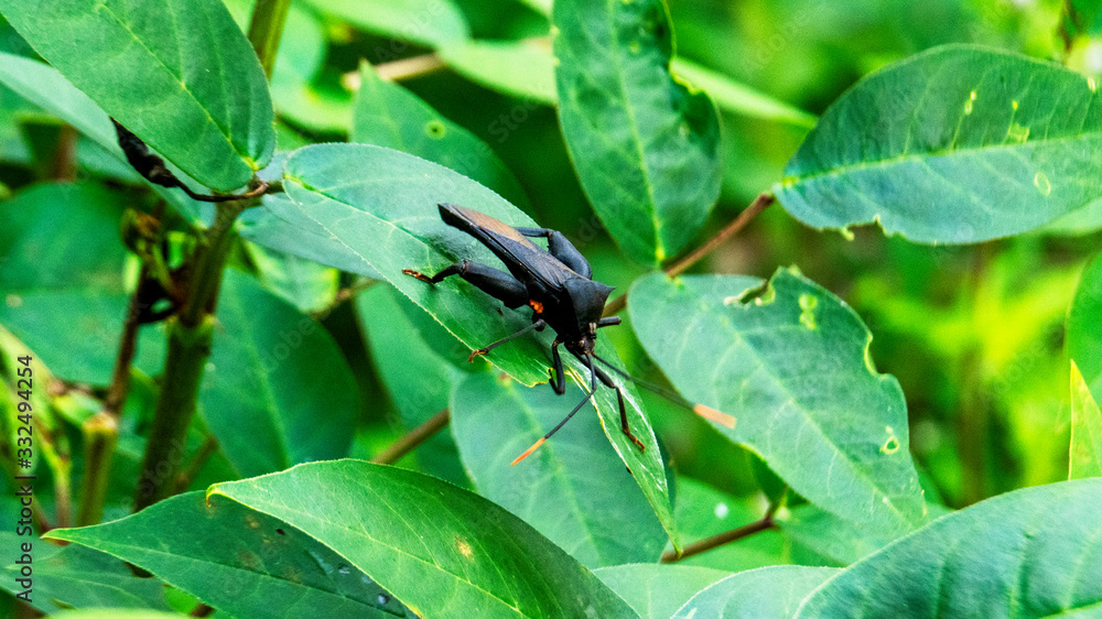 green beetle on leaf green beetle on leaf