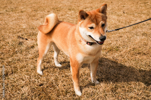 Beautiful Shiba Inu dog on a leash, standing on dry grass