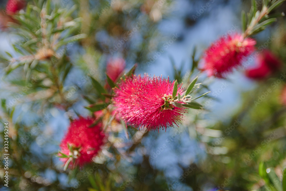 Pink flower on green brunch. Blooming tree and blue sky. Close up photo of bright pink blooming shrub. .Macro. Shaggy petal in spring garden or park. Summer nature. Flowering bush in colors. Tree. Pink flower on green brunch. Blooming tree and blue sky. Close up photo of bright pink blooming shrub. .Macro. Shaggy petal in spring garden or park. Summer nature. Flowering bush in colors. Tree.