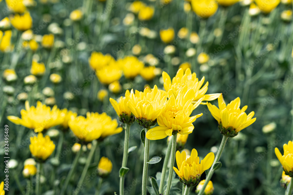 Obraz premium Beautiful yellow daisy flower in green field background