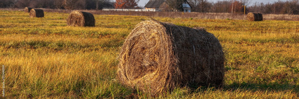 round haystacks on a mowed field round haystacks on a mowed field
