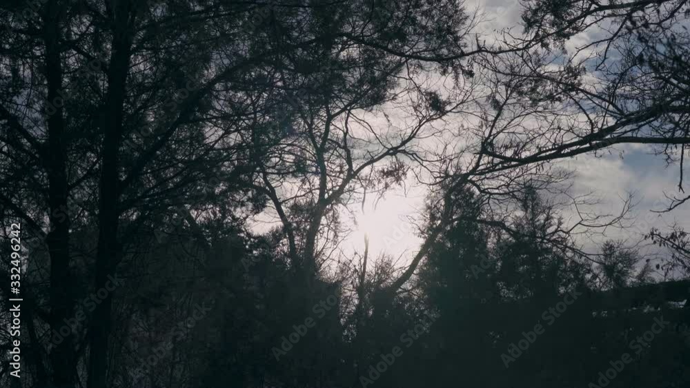 The sun shines softly through tree branches without leaves The sun shines softly through tree branches without leaves