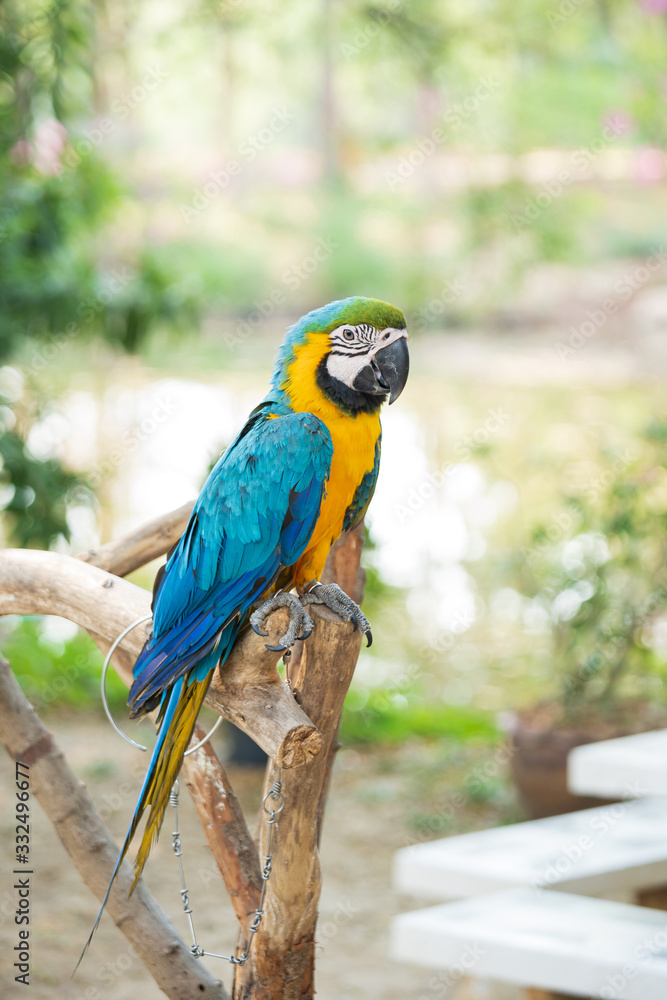 Parrot chained to a tree stump. Parrot chained to a tree stump.