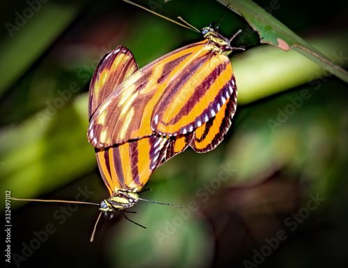 Wildlife, Spring, Insect - Two butterflies of the cowslip-dice butterfly (Hamearis lucina) are ready for a mating in the botanical garden in Marburg. photo