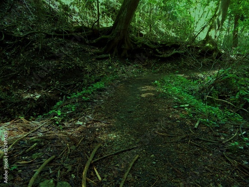 Wallpaper Mural 高畑山の山道 Torontodigital.ca