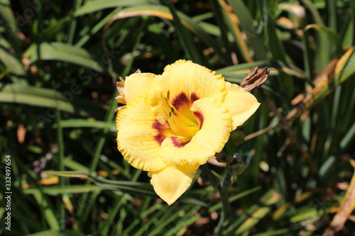 Beautiful photo of the lily flower on a sunny spring day. Lilium photo