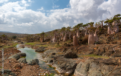 Bottle trees of the Moomin plateau. Socotra Island