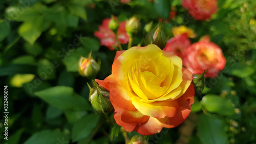 Yellow rose in garden. Blooming rose bush with orange yellow flowers and green flower buds. Luxuriant yellow rose closeup on green blurred background. Flower symbol of love and romance.