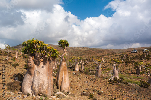 Bottle trees of the Moomin plateau. Socotra Island