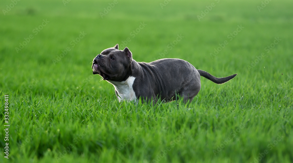 a bully dog in the green field a bully dog in the green field
