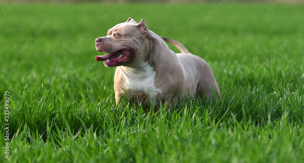 american bull dog