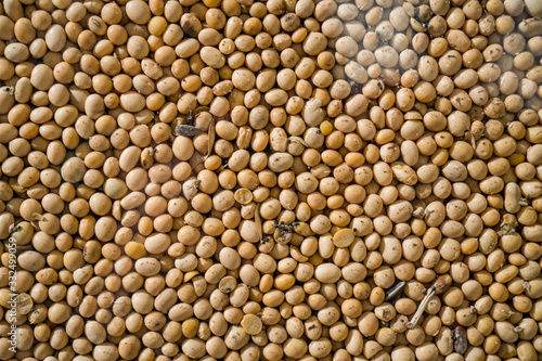 Soya Beans, Soybeans Background. Soybeans texture. top view. Healthy food. soy pattern. soya Raw bean seed food organic. High in fiber, supplementary food, Protein healthy food